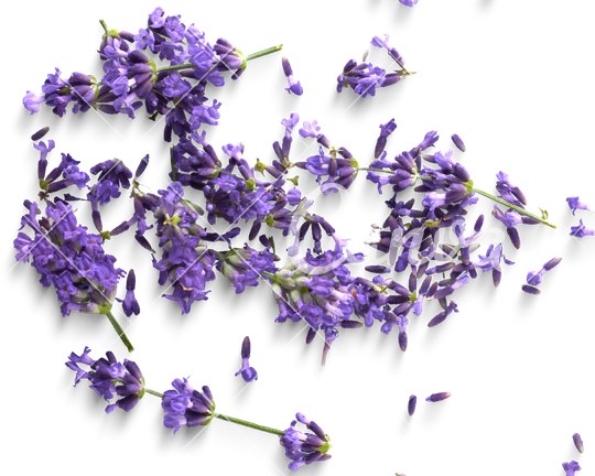 Lavendelblüten auf hellem Grund als Sinnbild für Ruhe in der Familienaufstellung